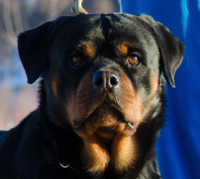 our female rottweiler beauty