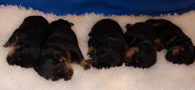 male rottweiler puppies laying down
