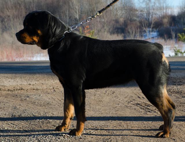 rottweiler diva