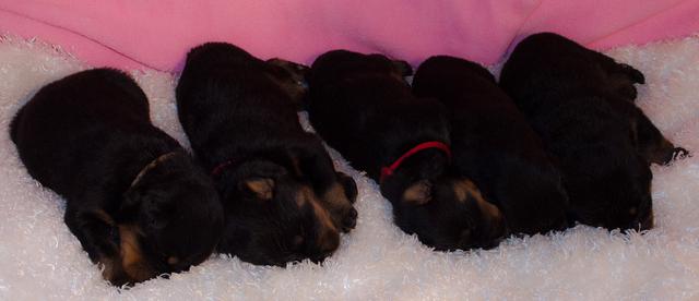 male rottweiler puppies laying down